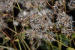 Hammock snakeroot